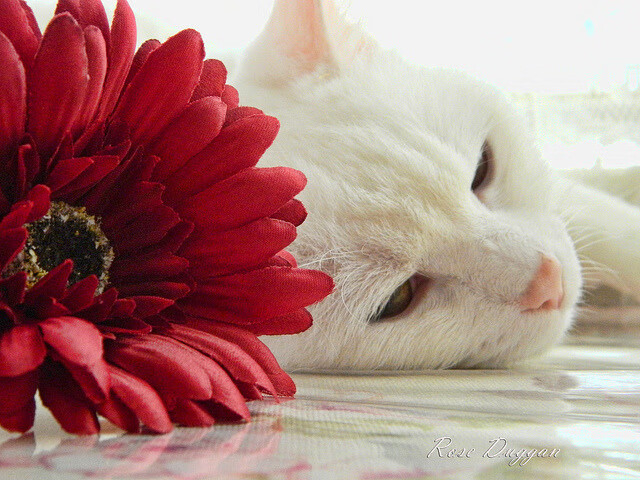 老鹰掠湖，哈利伯顿一剑封喉，当节奏之争与绝杀艺术同夜上演