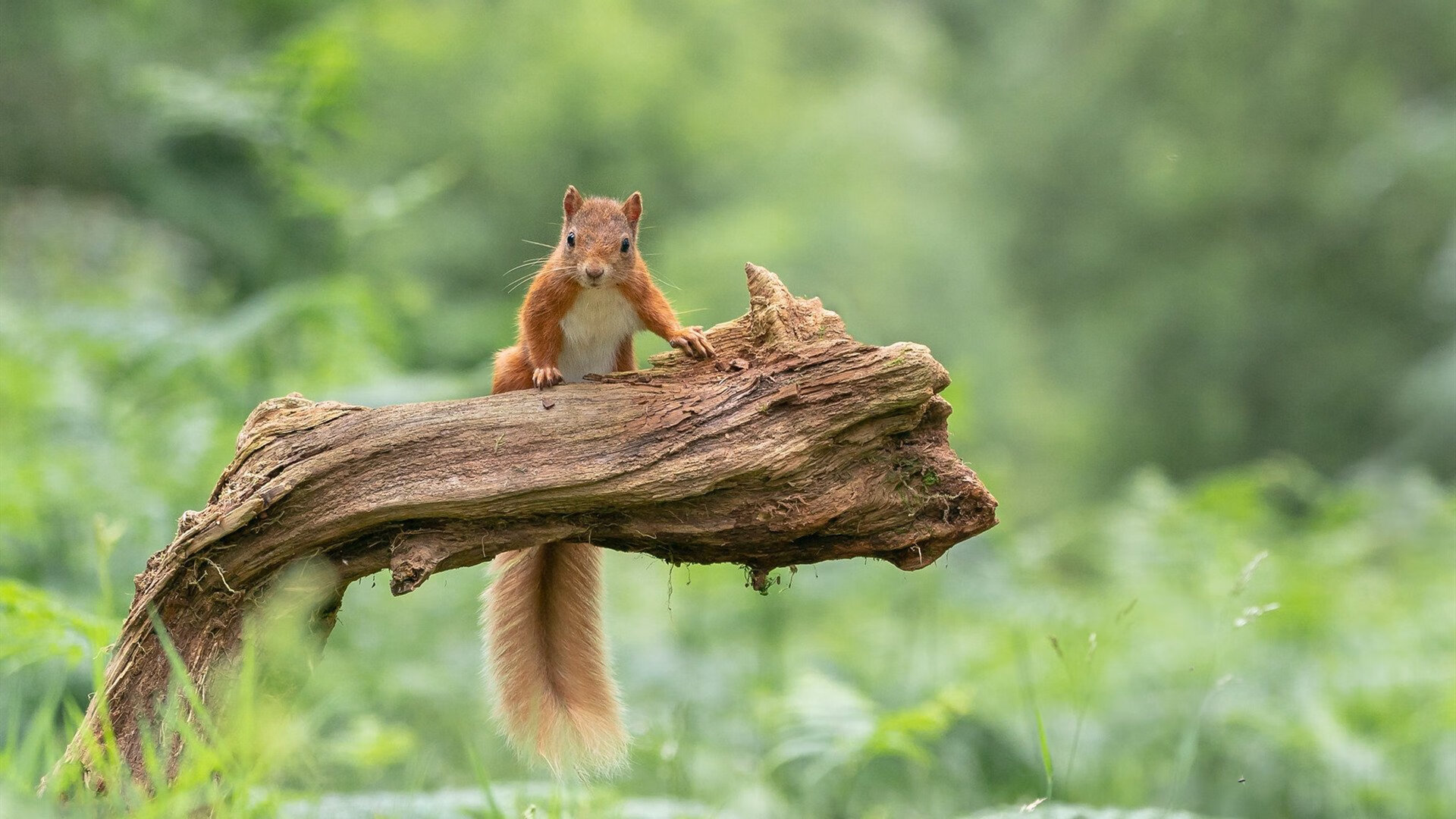 哈利伯顿的惊鸿一瞥，当绝对正确的篮球遭遇模糊混沌的墙