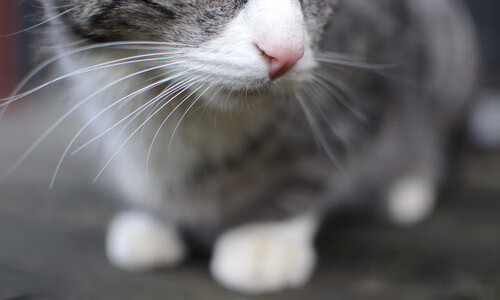 冰火交织的加冕夜，拉文末节狂飙导演奇才逆转王权