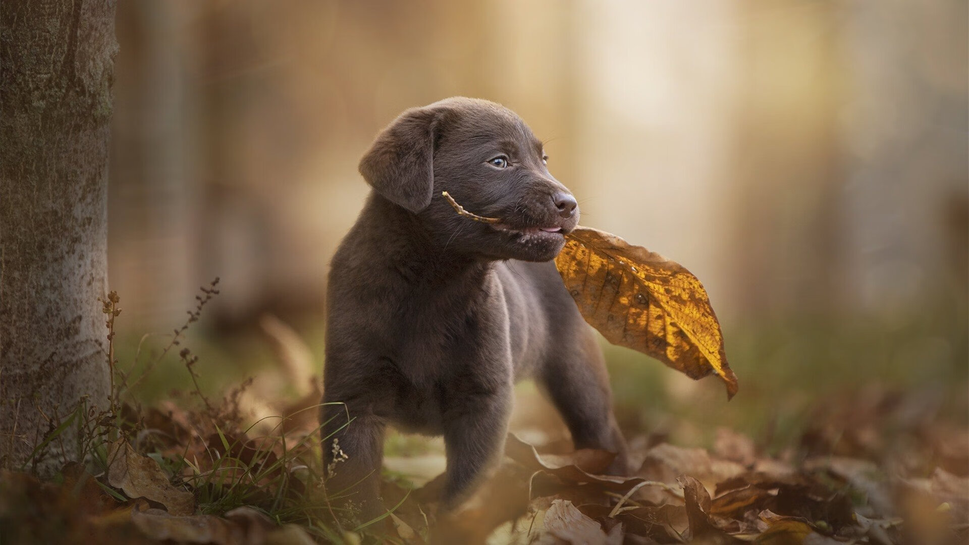 跨界生死战，葡萄牙末节发力，焦点战中逆转带走那不勒斯