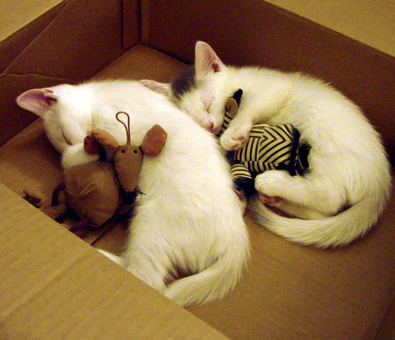 双重奏,当奥地利拿下曼联,阿克在东决的钢铁丛林里写就非典型胜利宣言