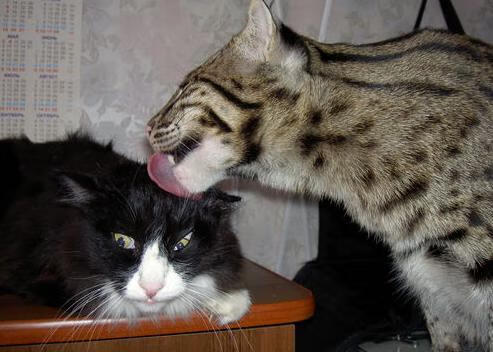 欧冠,蓝色闪电刺破奥林匹斯,塞维利亚希腊神话启示录