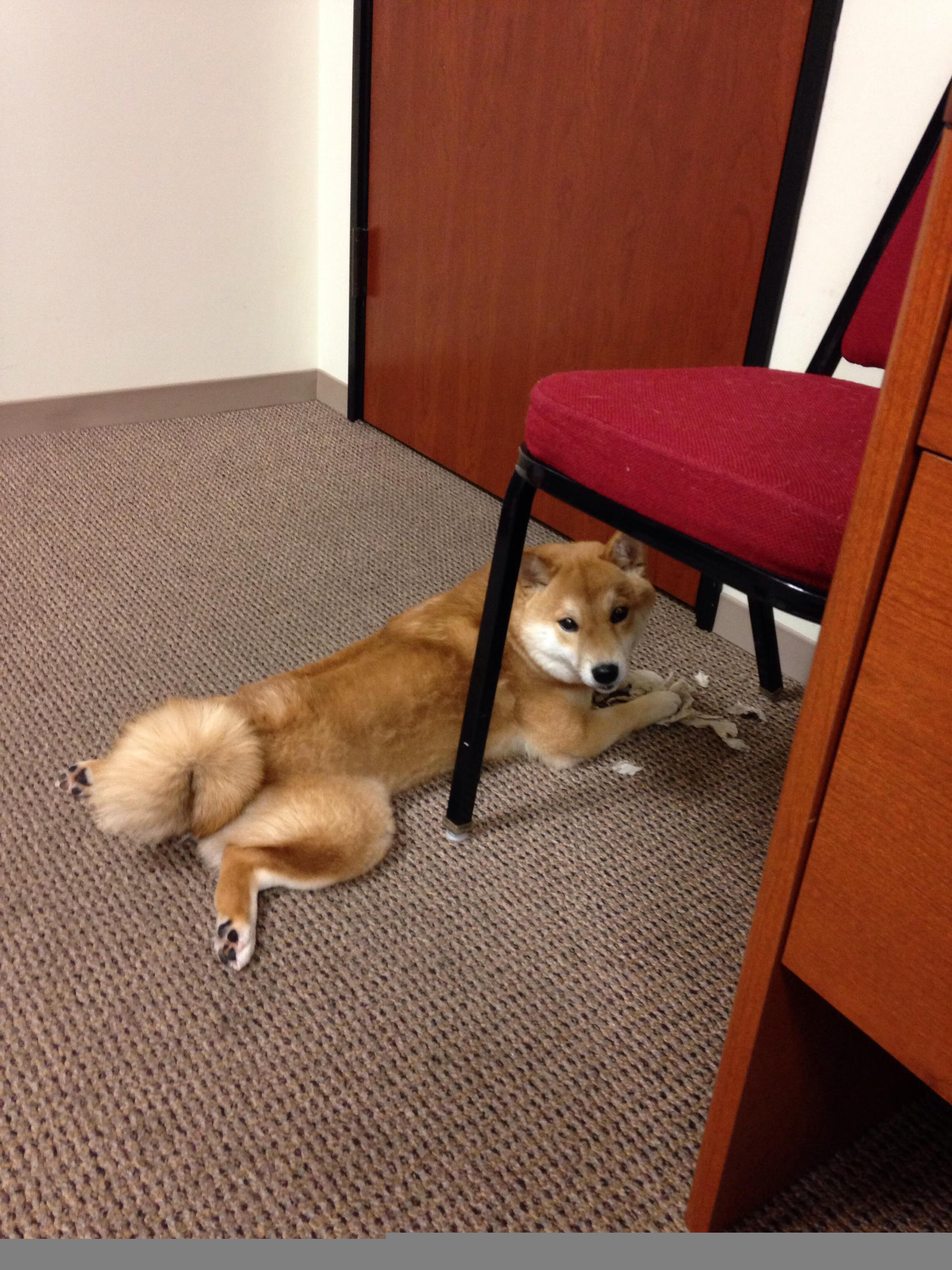 卡拉斯科单骑破阵，皇家社会终结新西兰式不败神话