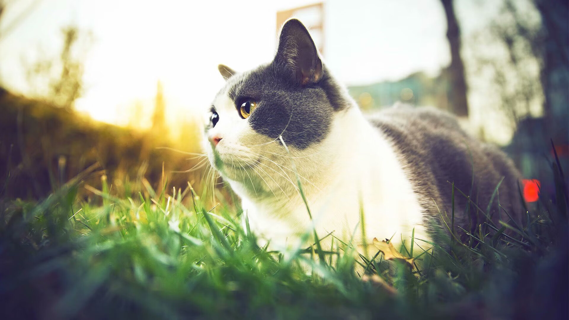 一剑封喉！骑士绝杀浙江队，锡安用统治与呼吸定义存在感