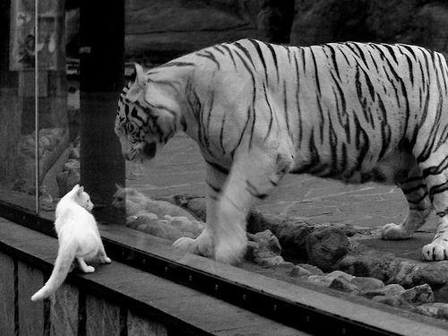 双重奏鸣曲，奥兰多的青年军与芝加哥的冷血诗人