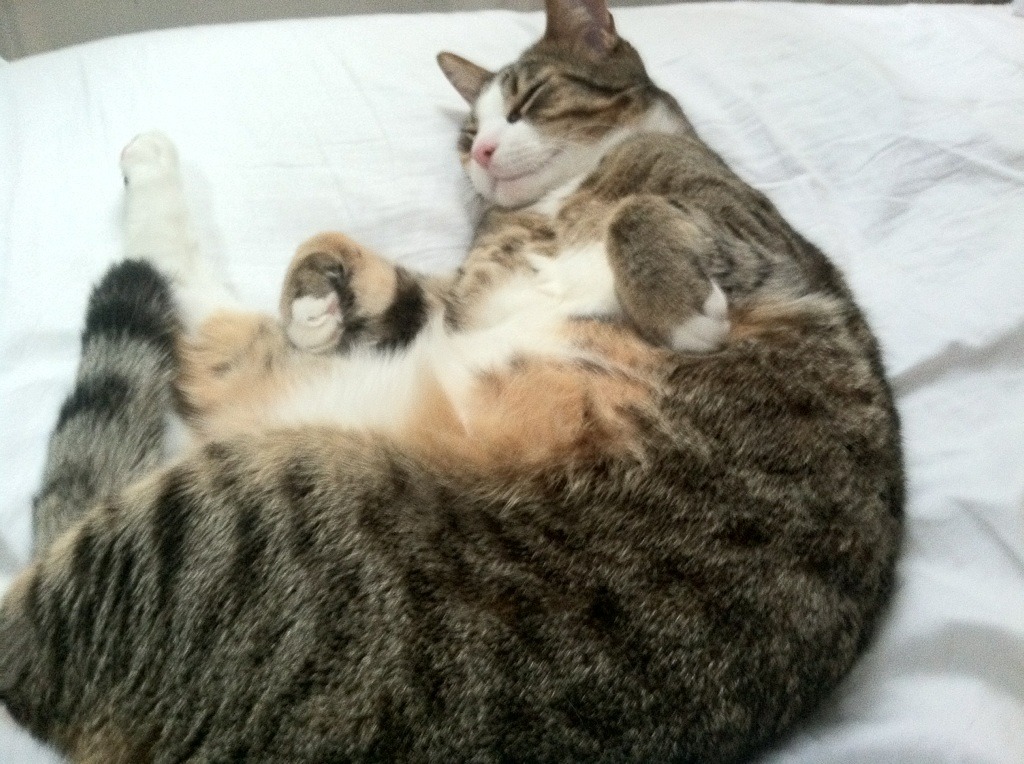 封神之夜，阿圭罗的怒吼如何刺穿摩纳哥的钢铁洪流