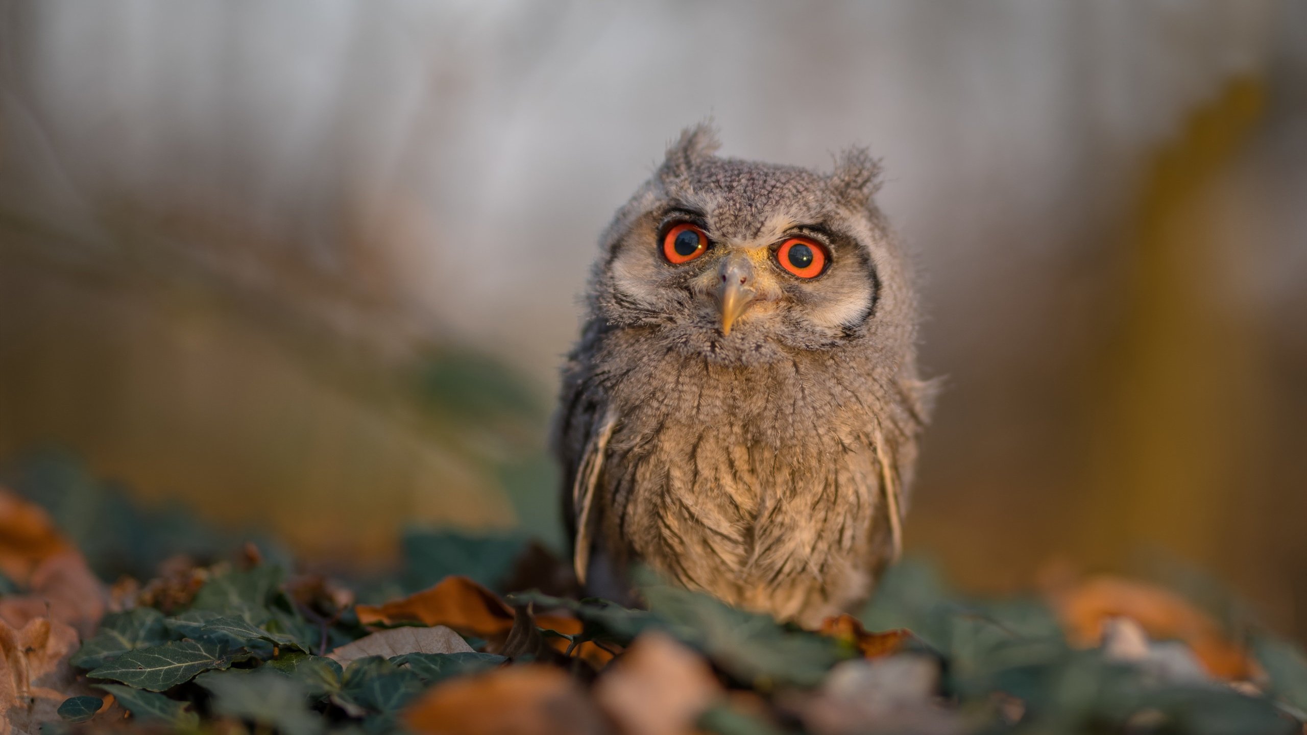 唯一性的闪光，当拉齐奥击败奥地利豪门，贝林厄姆在国家德比书写历史