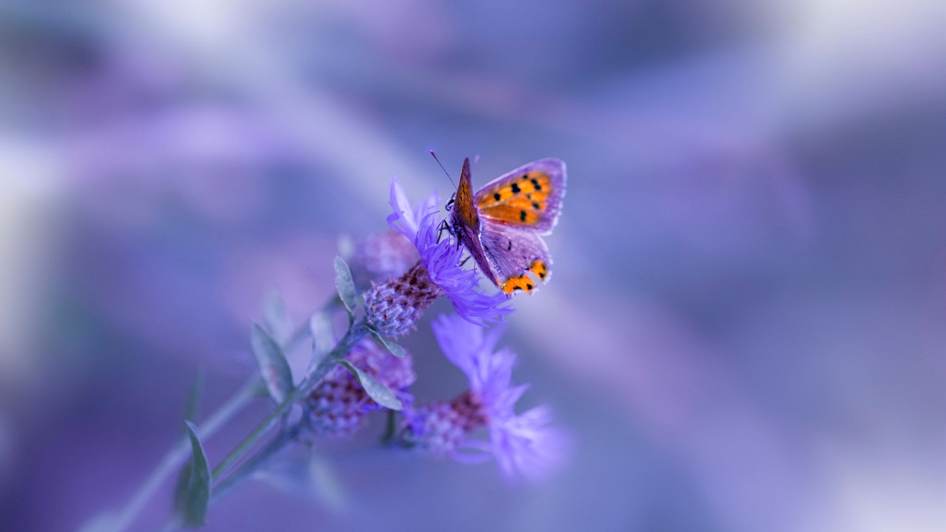 当沙特打穿苏格兰防线，戈麦斯在奥运生死战中接管未来