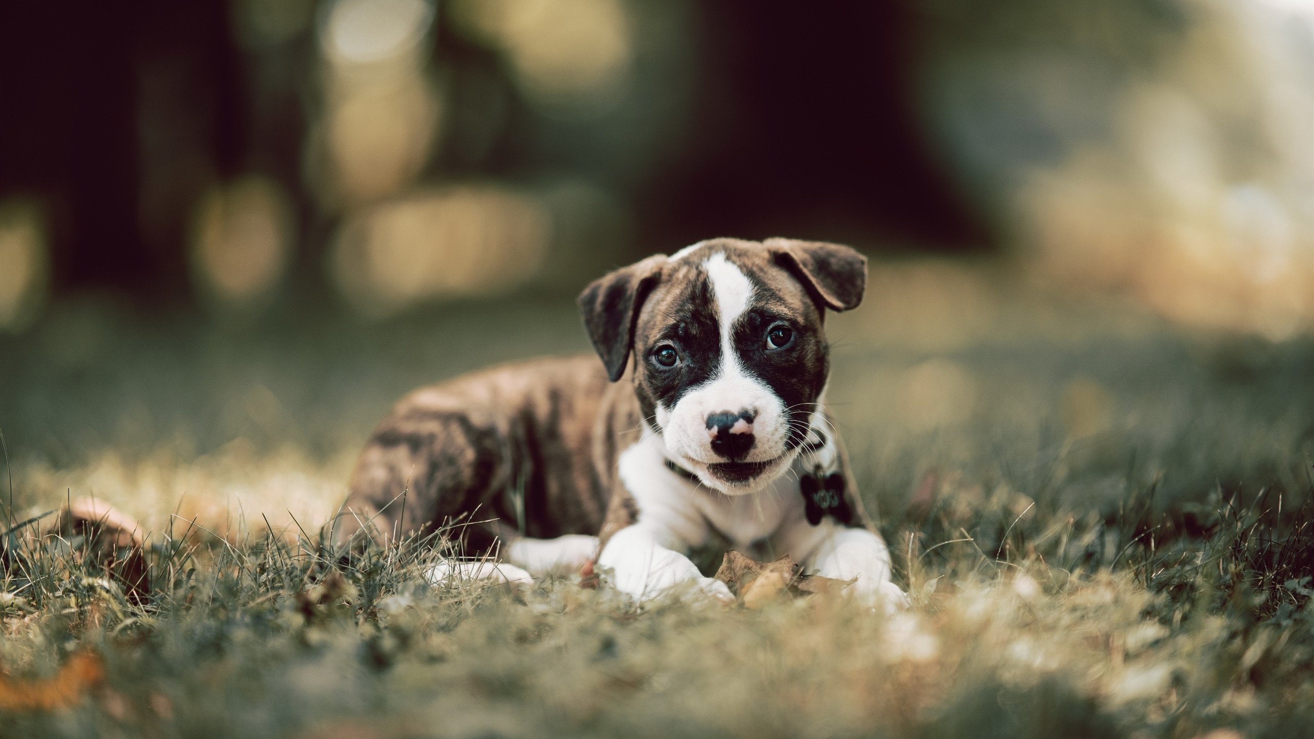 蓝桥破黑马，东瀛利刃出鞘，三笘薰如何成为切尔西关键先生