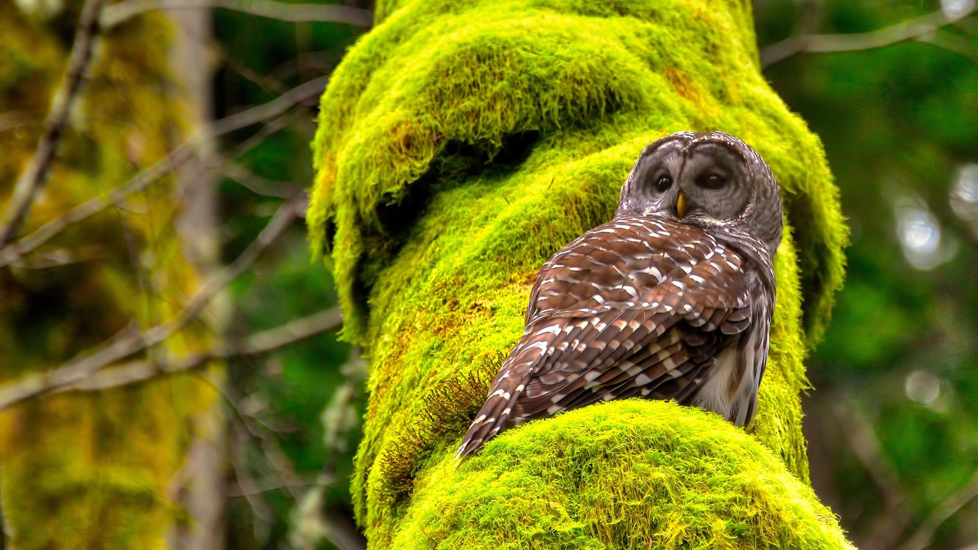 冰川封喉,法比尼奥如何用一节比赛为加拿大锁定胜局