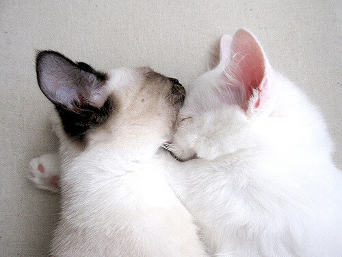 绿茵江湖的三分雨,浙江队用德甲式铁血终结广东王朝